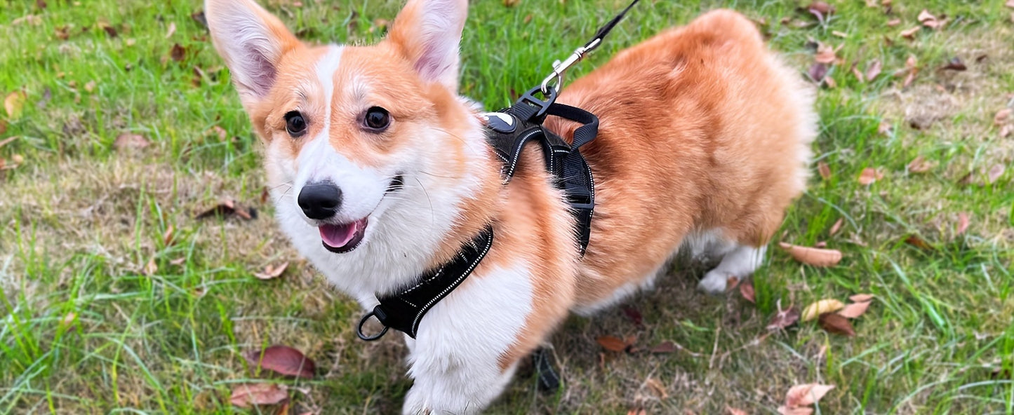 JOYTALE Adjustable Reflective Oxford Dog Harness and Rope Set | Easy Control for Medium to Large Dogs, Includes Free Heavy 5-Foot Dog Rope